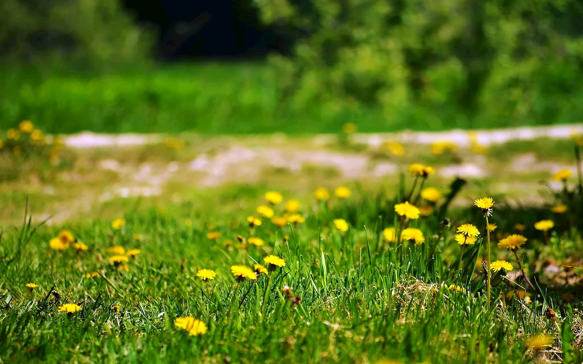 Yellow Grass Wallpaper