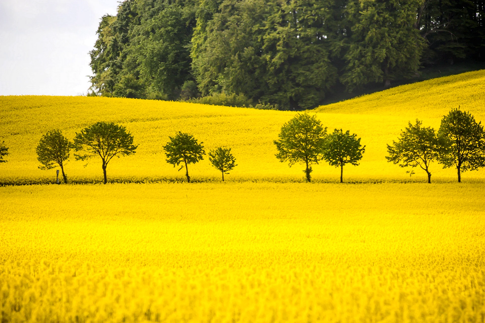 Yellow Grass Landscape Wallpaper