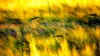 Yellow Grassland Wallpaper
