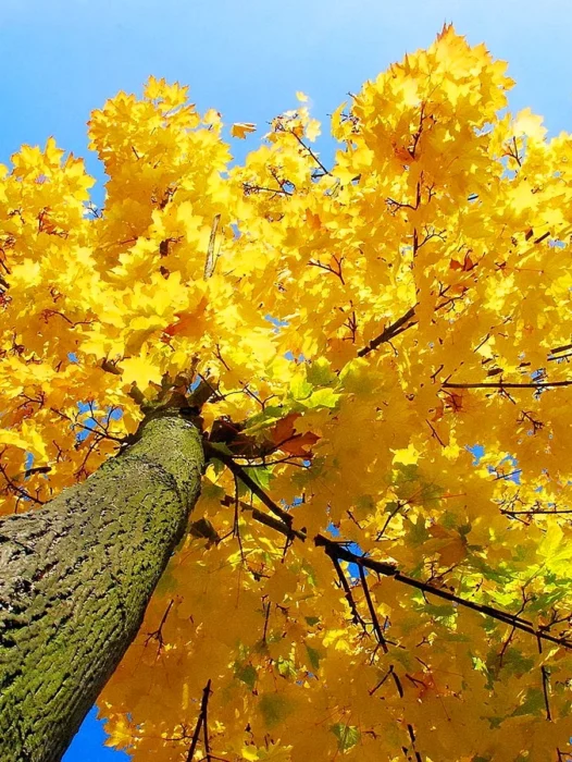 Yellow Leaf Tree Wallpaper