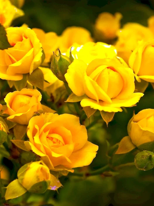 Yellow Rose Wallpaper