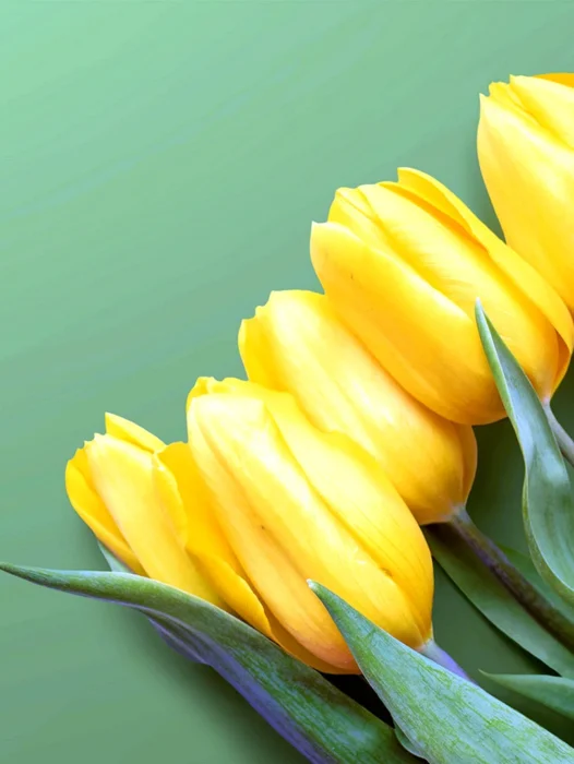 Yellow Tulip Wallpaper
