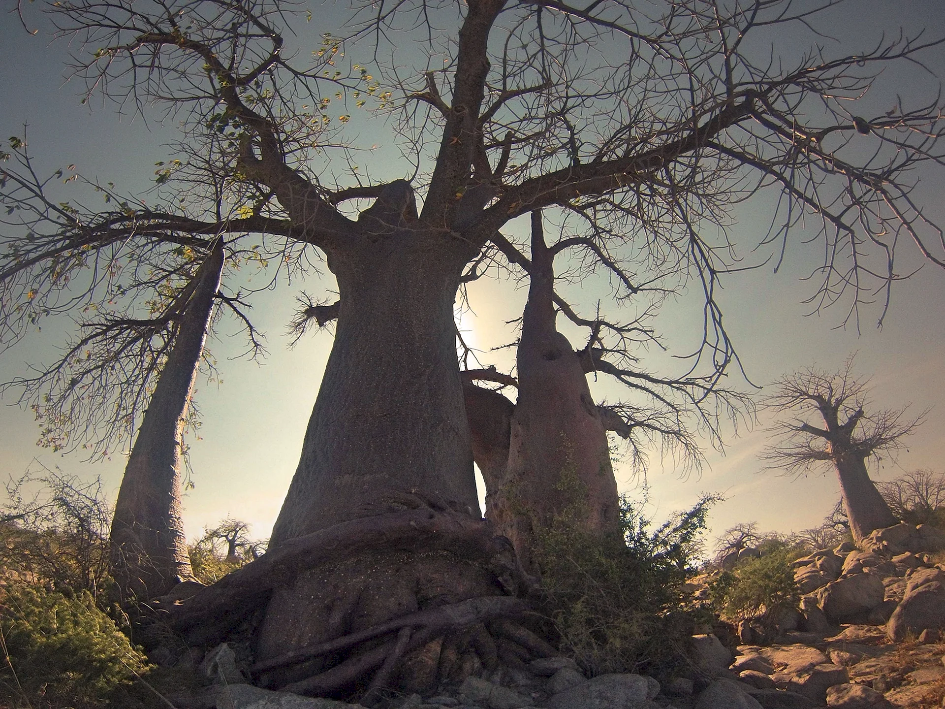 Zanzibar Baobab Tree Wallpaper