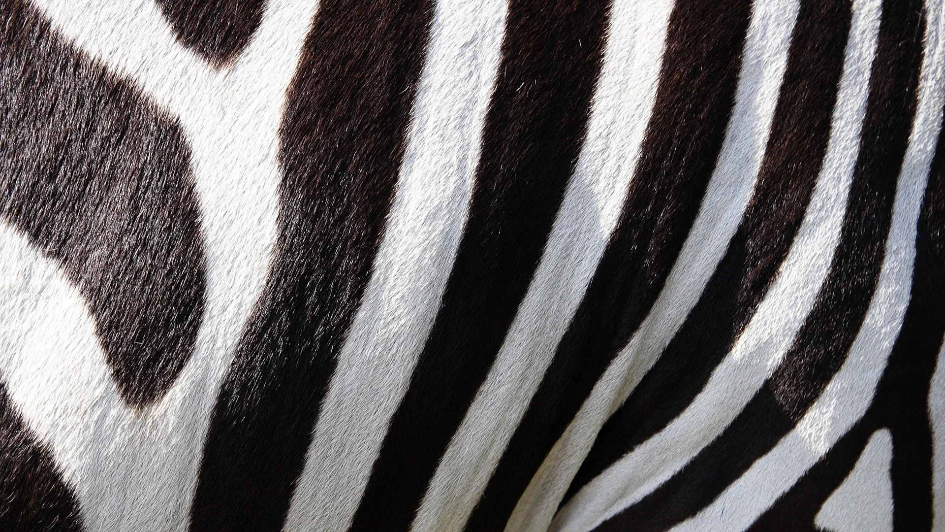 Zebra Wallpaper