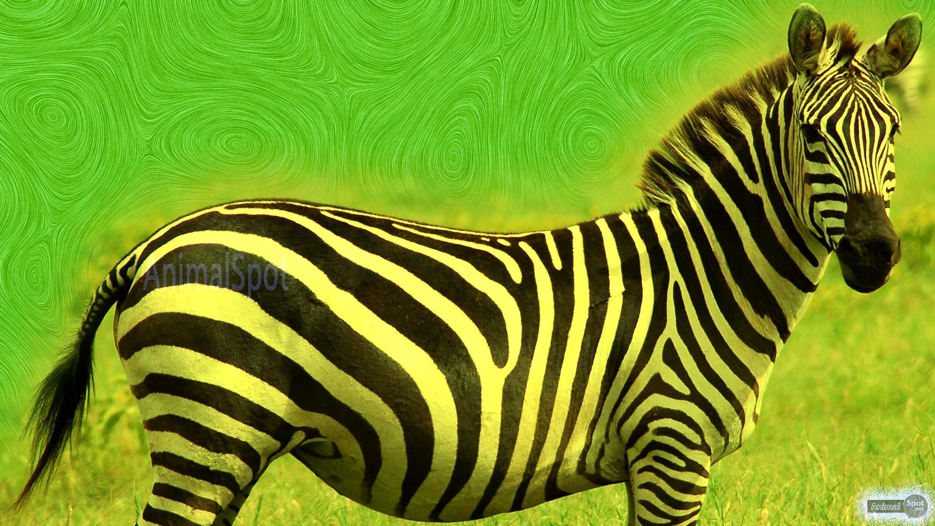 Zebra Wallpaper