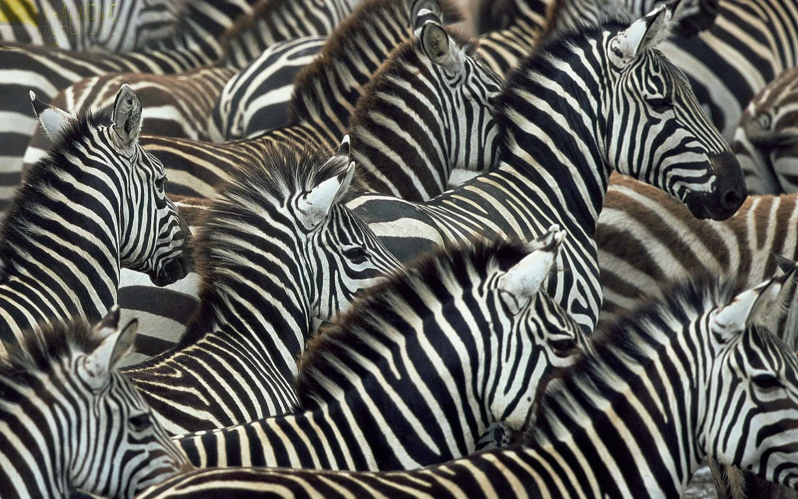 Zebra Wallpaper