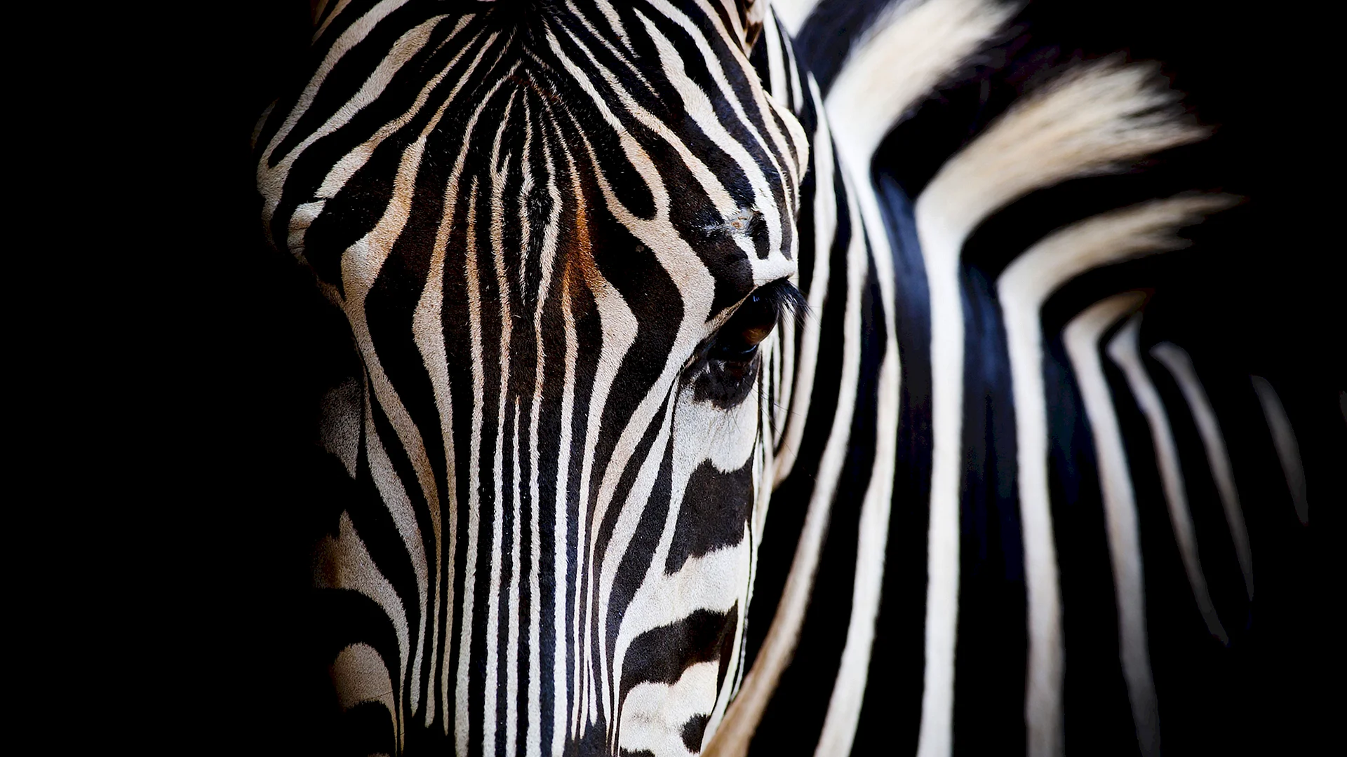 Zebra Wallpaper