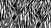 Zebra Pattern Wallpaper