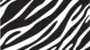 Zebra Pattern Wallpaper
